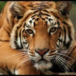 beautiful tiger