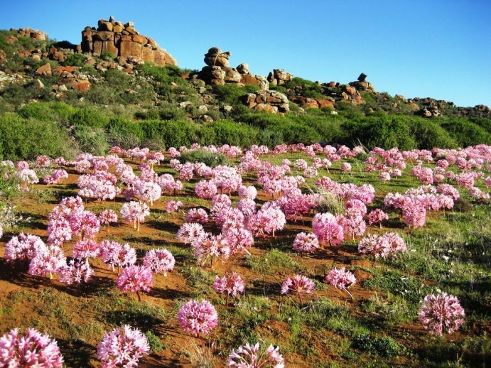 Free State National Botanical Garden